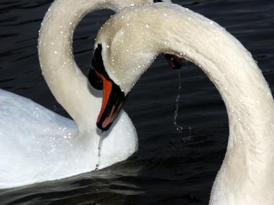 swans