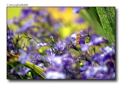 Hoverfly on flowers.jpg