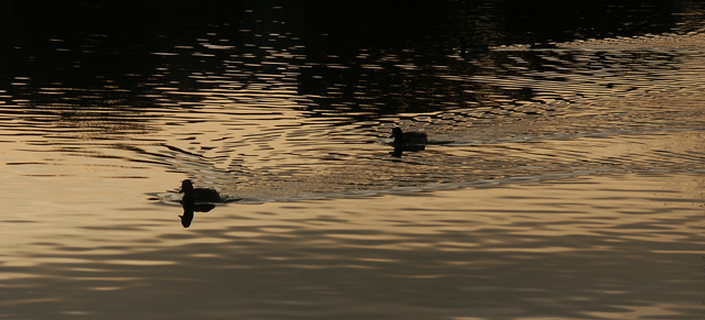 ducks at sunset