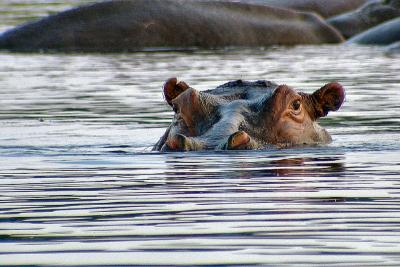 Hungry Hungry Hippo