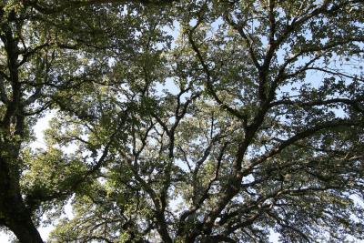 Live Oak 1.jpg