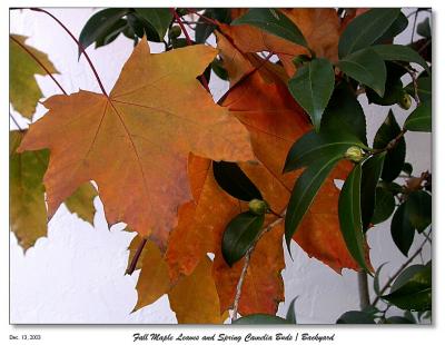 DSCN2859_MapleCameliaBuds_SmllWP.jpg