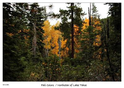 Aspens Fall Colors along the trail