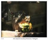 This Persimmon is soooo tasty!