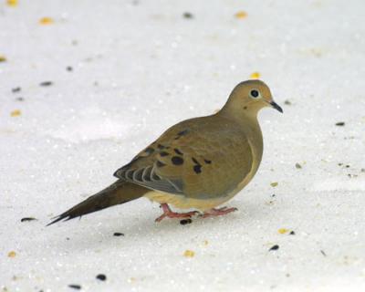 17603 Mourning Dove