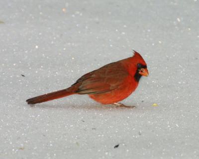 17607 Cardinal
