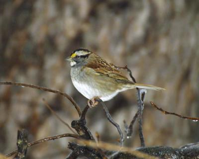 17614 White-throated Sparrow