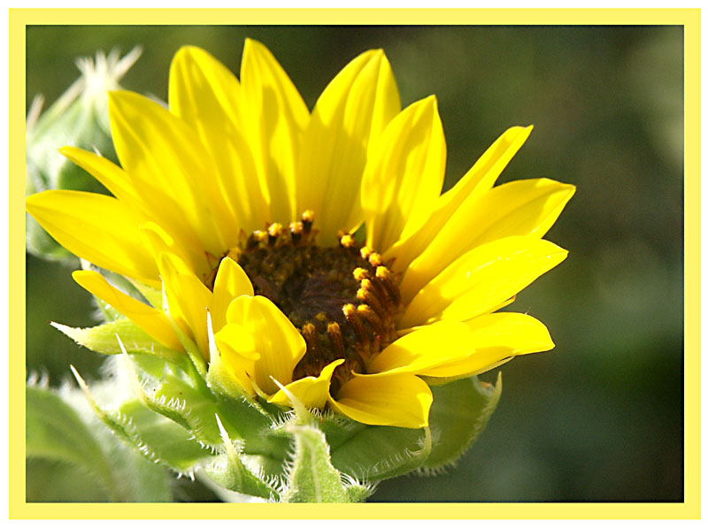 Wild Sunflower