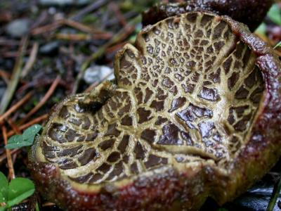 DOFmushroom-5457R