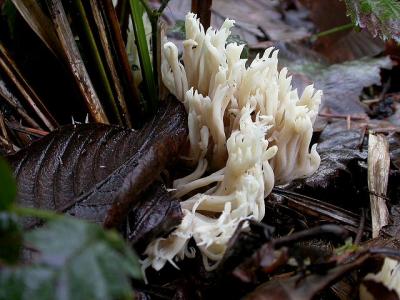 white fungi 6081R