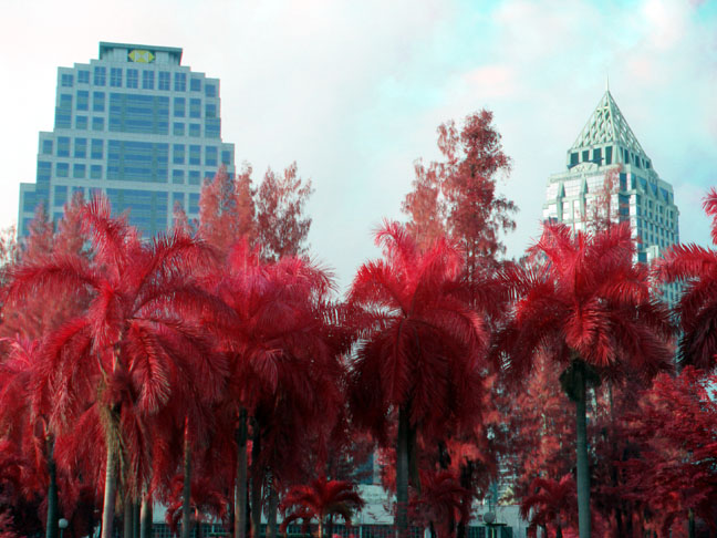 Palms and skyscrapers.