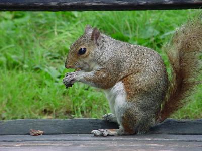 Squirrel National Mall - Washington