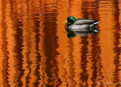 u37/canon_300d/medium/40264461.CRW_2844_crop.jpg