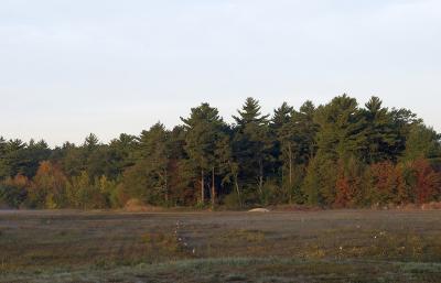 slt_beatonbogs_105.jpg
