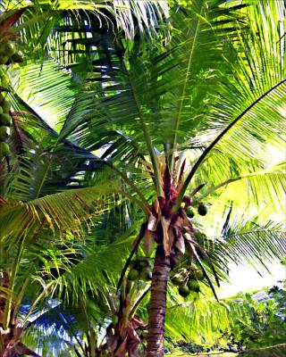 Coconut Palm 2