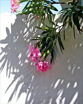 Oleander Shadows 1