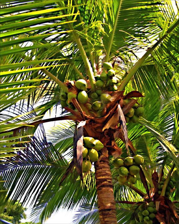 Coconut Palm 1
