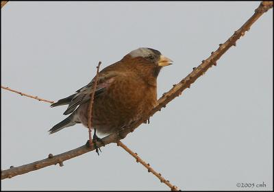 Gray-crowned Rosy Finch 2533.jpg