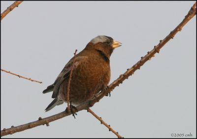 Gray-crowned Rosy Finch 2536.jpg