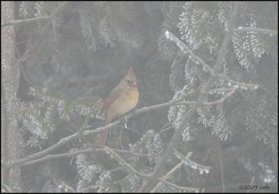u37/carolmhorner/medium/39475872.NorthernCardinalfemale2438.jpg