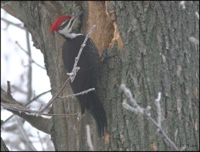 Pileated Woodpecker male 2451.jpg