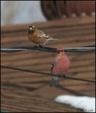 Gray-crowned Rosy Finch and Pine Grosbeak 2532.jpg