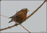 Gray-crowned Rosy Finch 2533.jpg