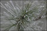 Hoar Frost 2467.jpg