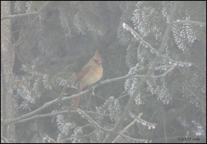 Northern Cardinal female 2438.jpg