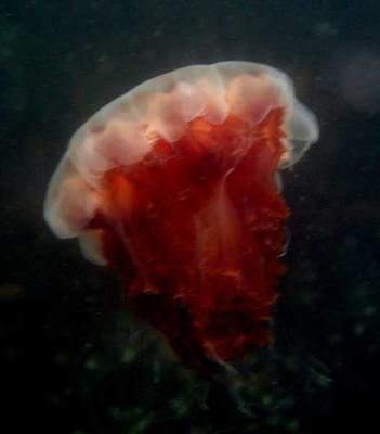 deadly jelly-wr.jpg
