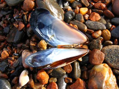 Mussel Shell with Reflection