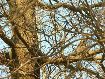 Long-eared Owls - Asio otus