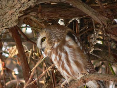 Saw-whet Owl - Aegolius acadicus