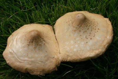u37/cccameraclub/medium/39474203.mushroomsrain704020.jpg
