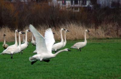 Swans 86