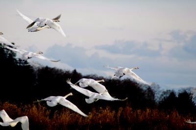 Trumpeter Swans - The Migration