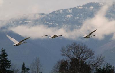 Courtenay Swans 3