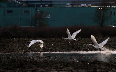 Swan Takeoff 1