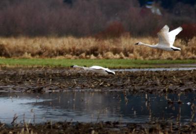 Swan Flight 49