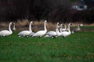 Swan Walk