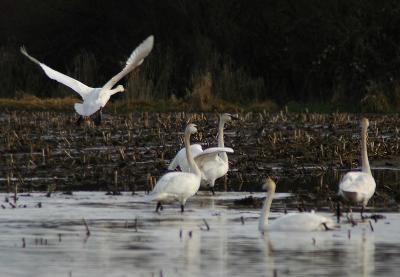 Swan Flight 1