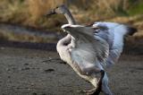 Ruffled Swan 1