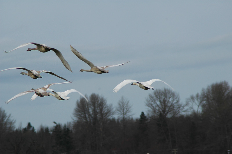 Courtenay Swans 9