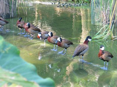 u37/cerdas/medium/23866402.JurongBirdPark.jpg