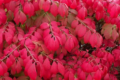 Flame Bush