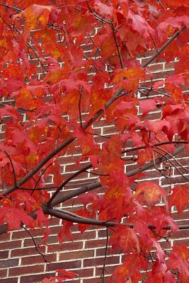 Red Maple Against Bricks