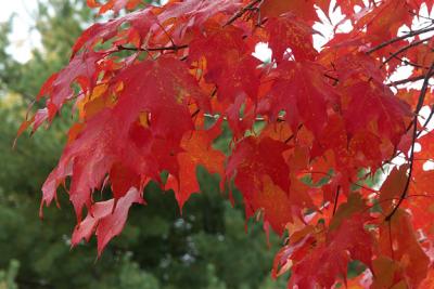 Fall Foliage, Colors, and Events