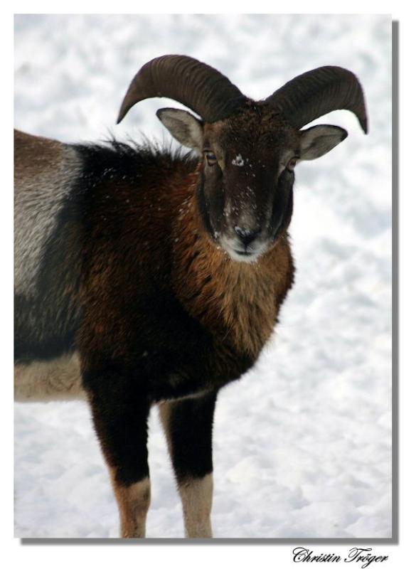 muffon