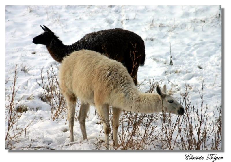 Lamas again