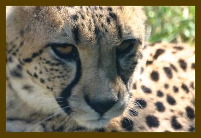 u37/cheetha/medium/32368320.Cheetah.jpg